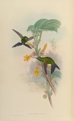 Eriocnemis luciani